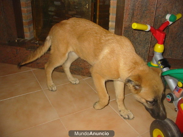 Pastor Belga tervueren Hembra tres meses.