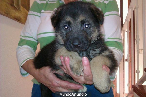 PASTORES ALEMANES DE LINEA DE BELLEZA Y CON PEDIGREE HEMBRAS Y MACHOS