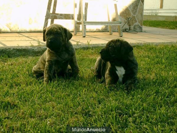 vendo fila brasileiro