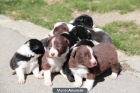 VENTA DE BORDER COLLIES - mejor precio | unprecio.es