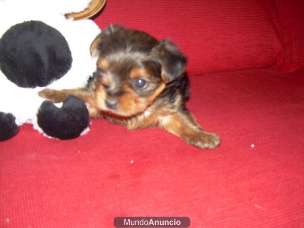 YORKSHIRE TERRIER TOY Y COCKER INGLES BUEN PRECIO