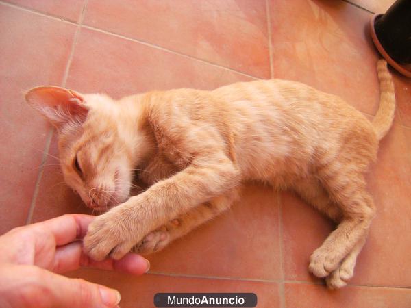 SE REGALA GATITO CARIÑOSO