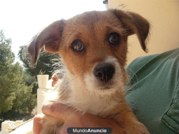 CACHORRITO PEQUEÑO