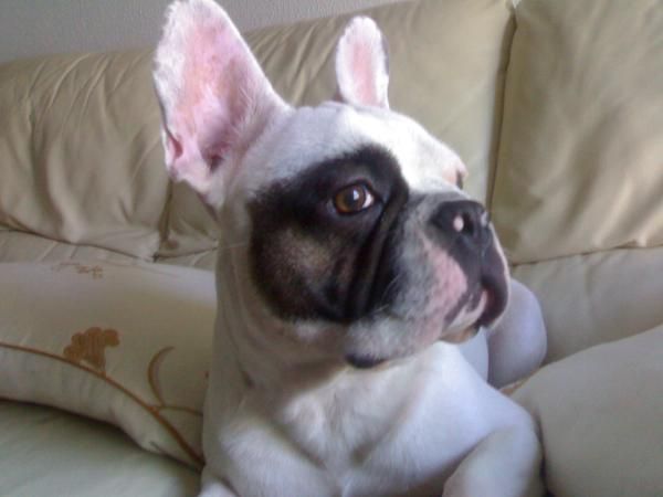 BUSCO BULLDOG FRANCES HEMBRA PARA MONTA