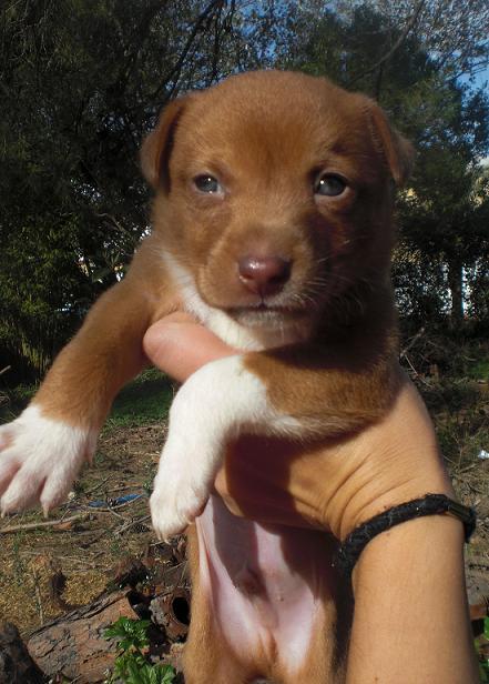 Cachorro tamaño mediano en adopcion