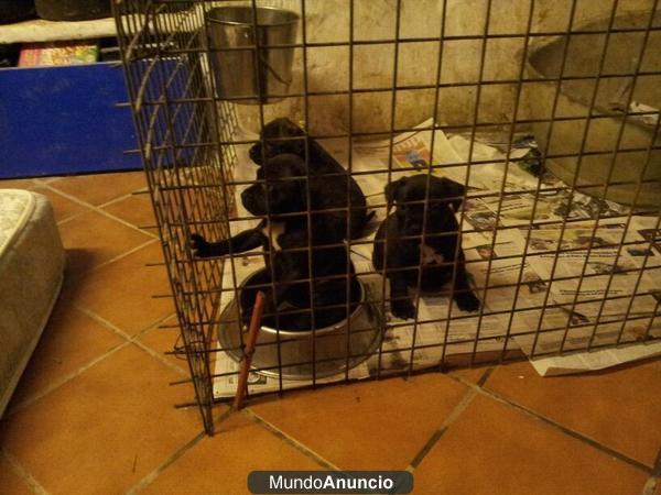 Cachorros raza stafordshire bull terrier