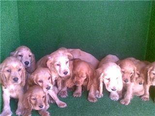 EXCELENTES CACHORROS DE COCKER SPANIEL