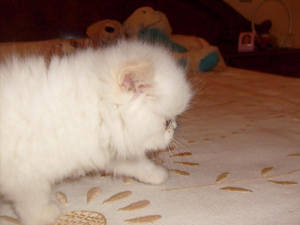 lindo gatito persa