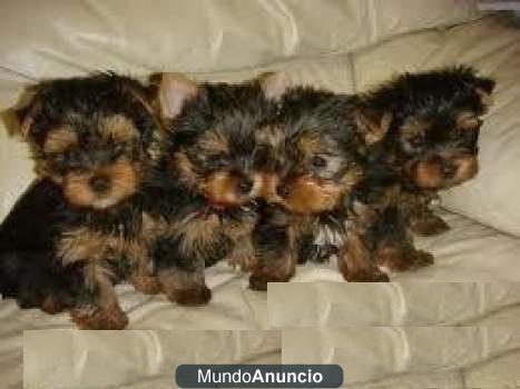 Machos y hembras yorkshire terrier