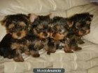 Machos y hembras yorkshire terrier - mejor precio | unprecio.es