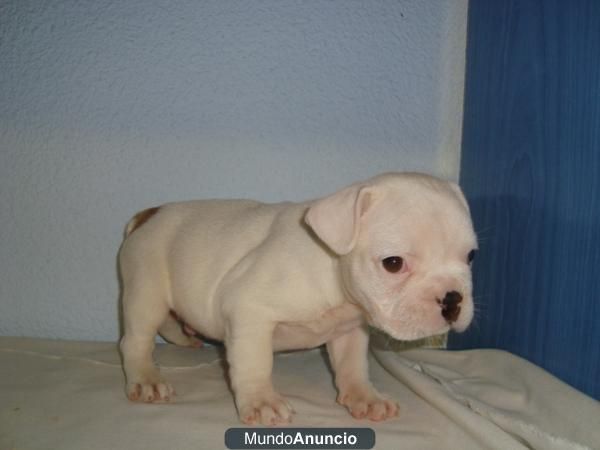 Negros Bulldog Frances Disponibles