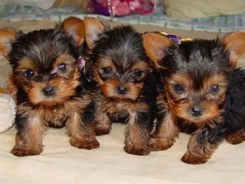 se vende camada de yorkshire terrier tamaño estandar