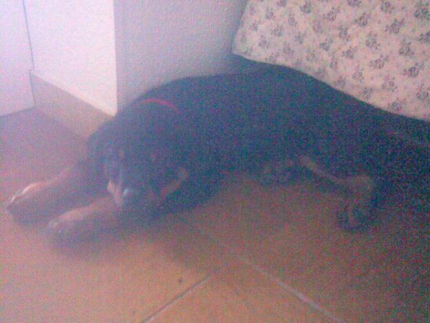 se vende rottweiler de 3 meses