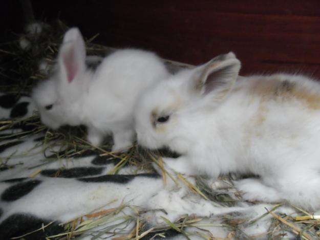 Se venden conejitos enanos belier-angora