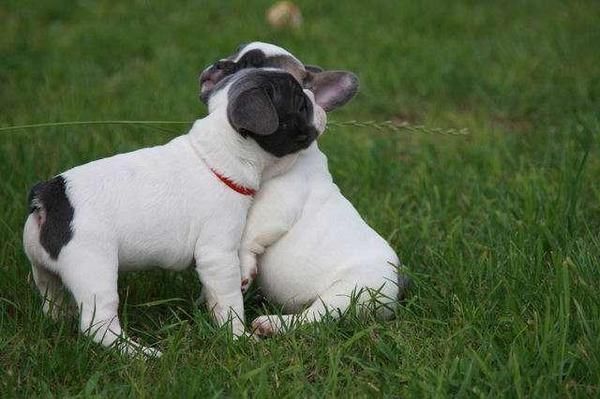 Tenemos hermosos cachorros bulldog francés para la