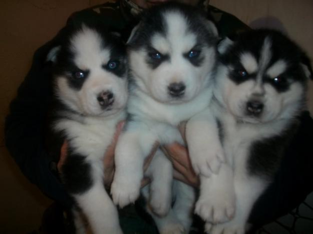 VENDO PROXIMA CAMADA DE HUSKY SIBERIANO