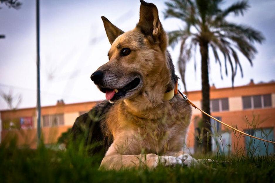 DALÍ, cruce de p.aleman en adopción