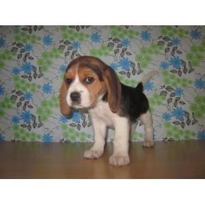 Beagle de Zococan