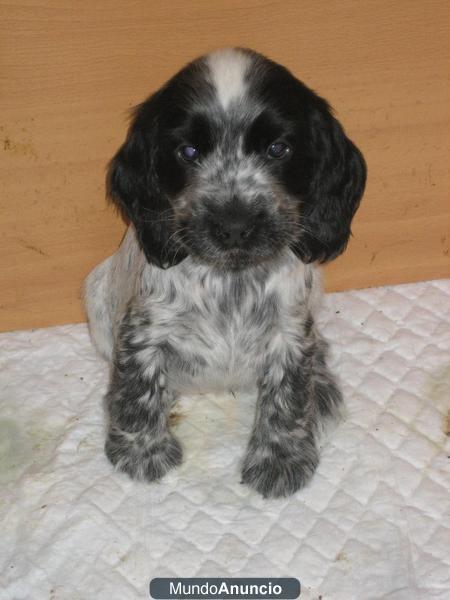 CACHORRITAS COCKER SPANIEL PARA ENTREGAR