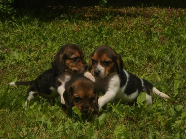 cachorros de BEAGLE