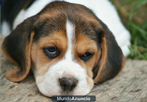 cachorros de beagle (biguel)