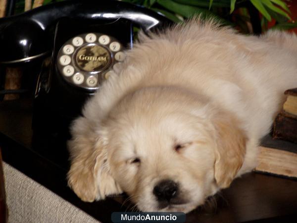 cachorros de golden