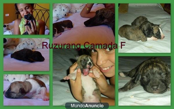 CAMADA DE WHIPPET !