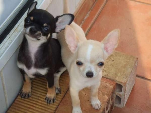 chihuahuas muy enanos