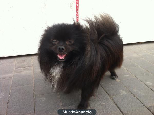 ofresco lulu  de pomerania para montas