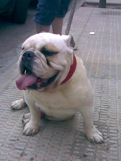 Próxima camada de bulldog inglés de pura raza