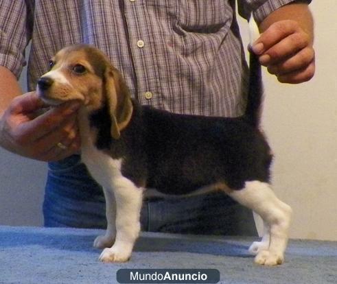 Regalo   colores kc cachorros beagle