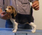 Regalo colores kc cachorros beagle - mejor precio | unprecio.es