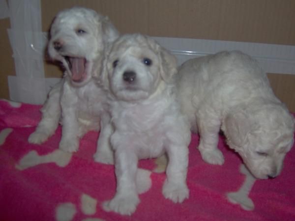 Vendo cachorros caniche enano