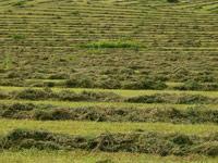 Venta de ALFALFA