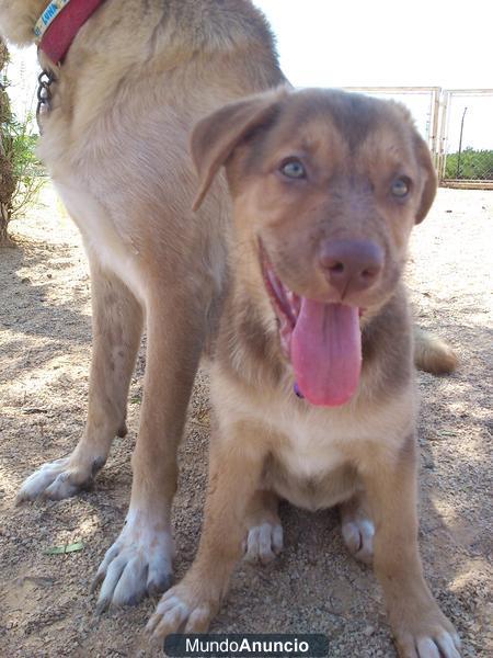 cachorro  hembra muy bonita