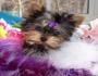 Cachorro Yorkshire Terrier