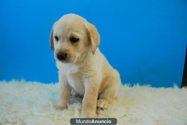 Con pedigre, cachorritos de Labrador y golden