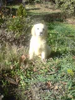 Impresionantes cachorros de GOLDEN RETRIEVER CON PEDIGREE 390 EUROS