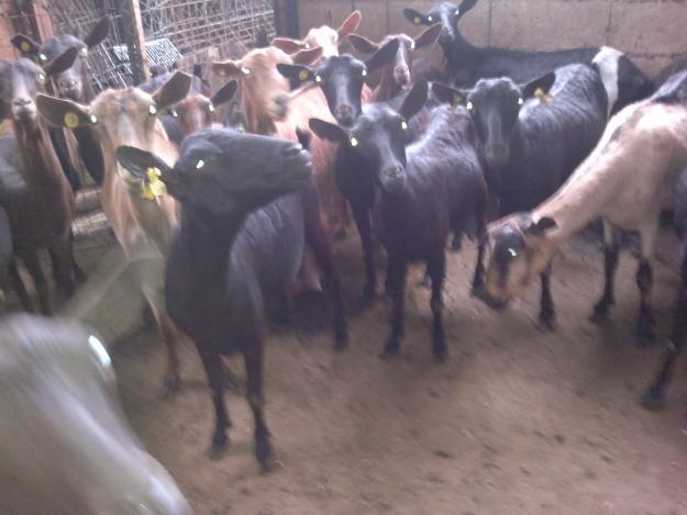 SE VENDEN CABRAS LECHERAS (ALMERÍA)