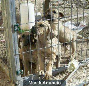 FILA BRASILEÑO