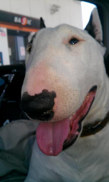 Bullterrier busca novia. . . . . .