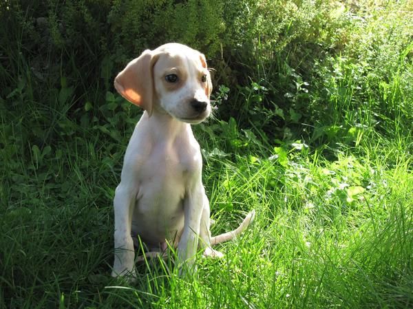 CACHORRO DE POINTER 3 MESES MADRID 120