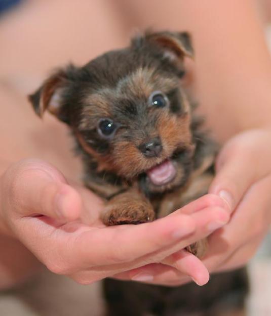 Cachorro yorkshire terrier