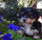 CACHORROS de cruce de BICHON MALTES por 120 euros - mejor precio | unprecio.es