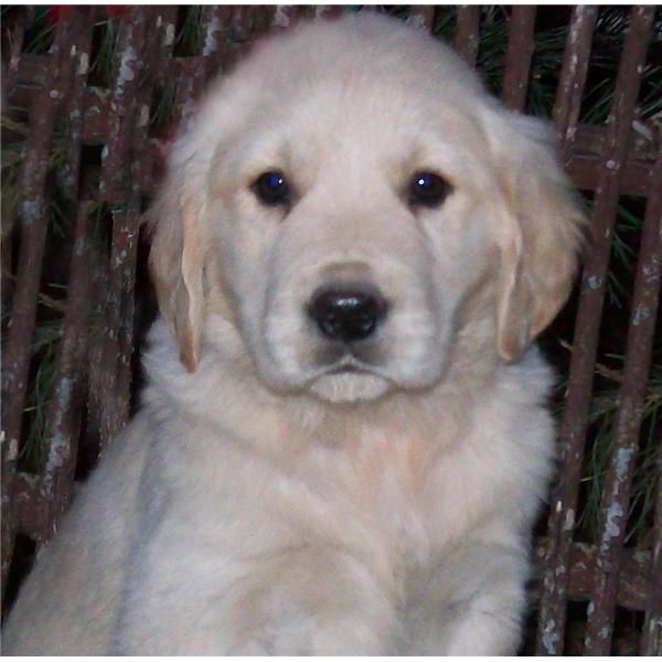 Cachorros de GOLDEN RETRIEVER - 450  - pedigri