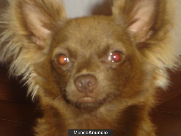 chihuahua para montas