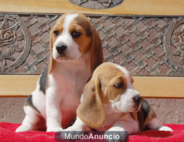 Hotelcan Cachorritos  Beagle tricolores