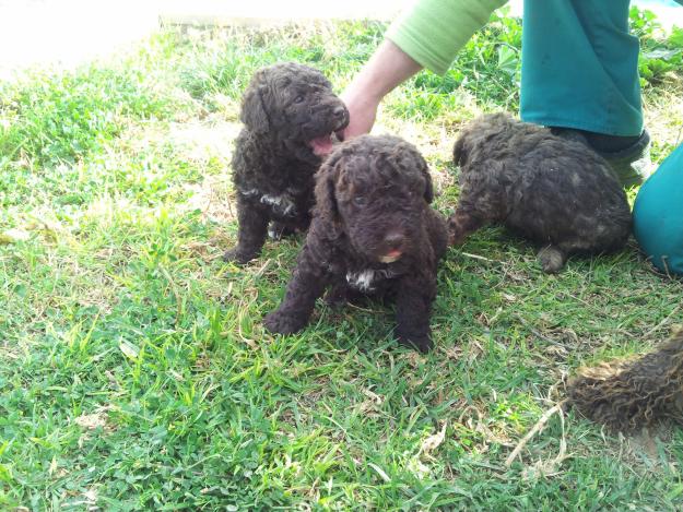 perros de agua cachorros