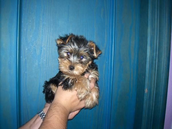 yorkshire terrier cachorritos hembra y macho con loe