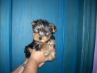 yorkshire terrier cachorritos hembra y macho con loe - mejor precio | unprecio.es